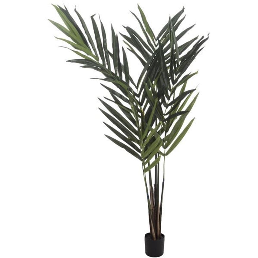 KENTIA palm tree h150cm green