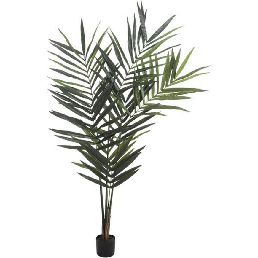 KENTIA palm tree h180cm green