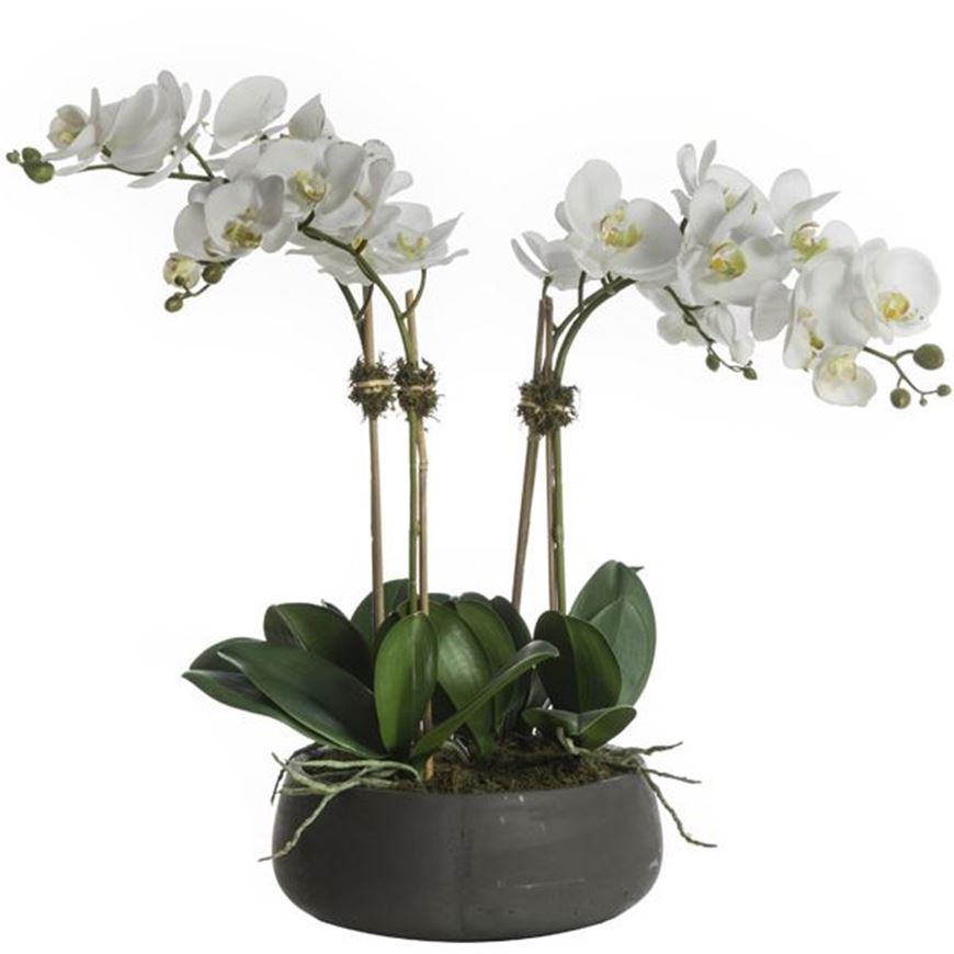 Picture of PHALAENOPSIS II pot h61cm white/assorted