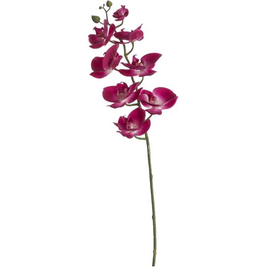 Picture of PHALAENOPSIS stem purple - H78cm