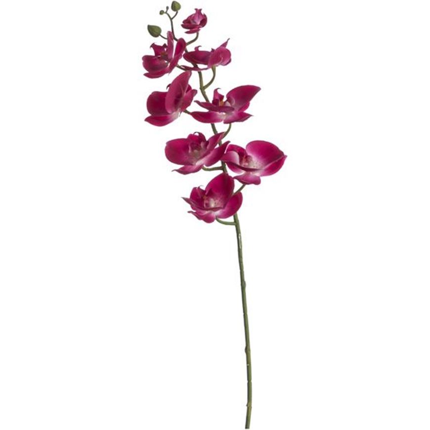 Picture of PHALAENOPSIS stem h78cm purple