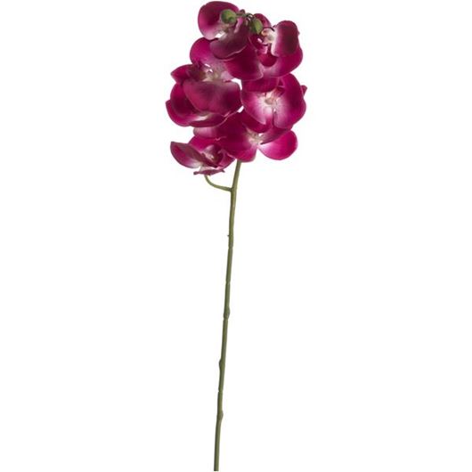Picture of PHALAENOPSIS stem purple - H98cm