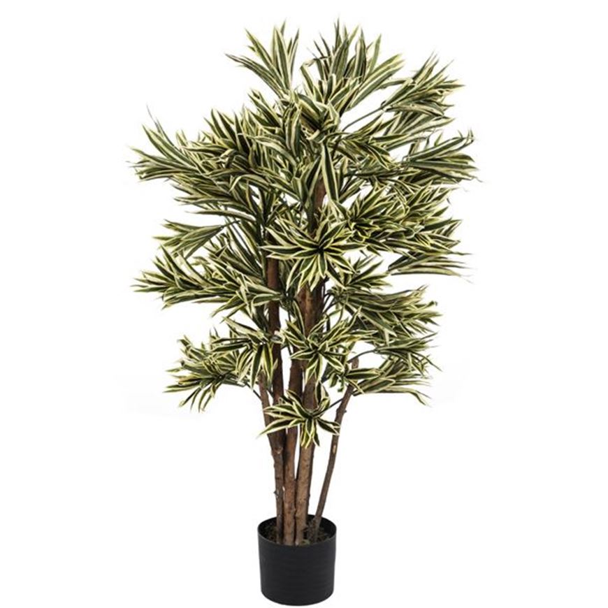 Picture of DRACAENA REFLEXA tree h120cm green