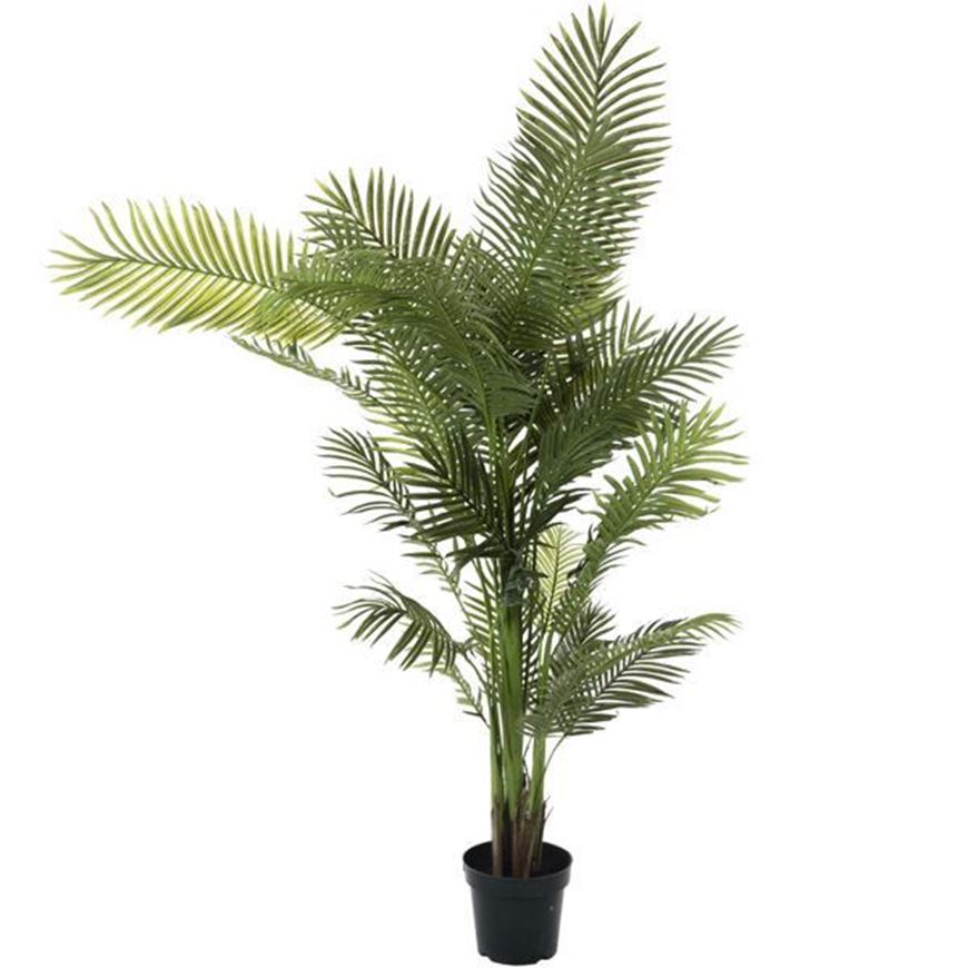 Areca Palm Plant Care Growing Guide The Spruce Areca Palm Plant Care Growing Guide The Spruce