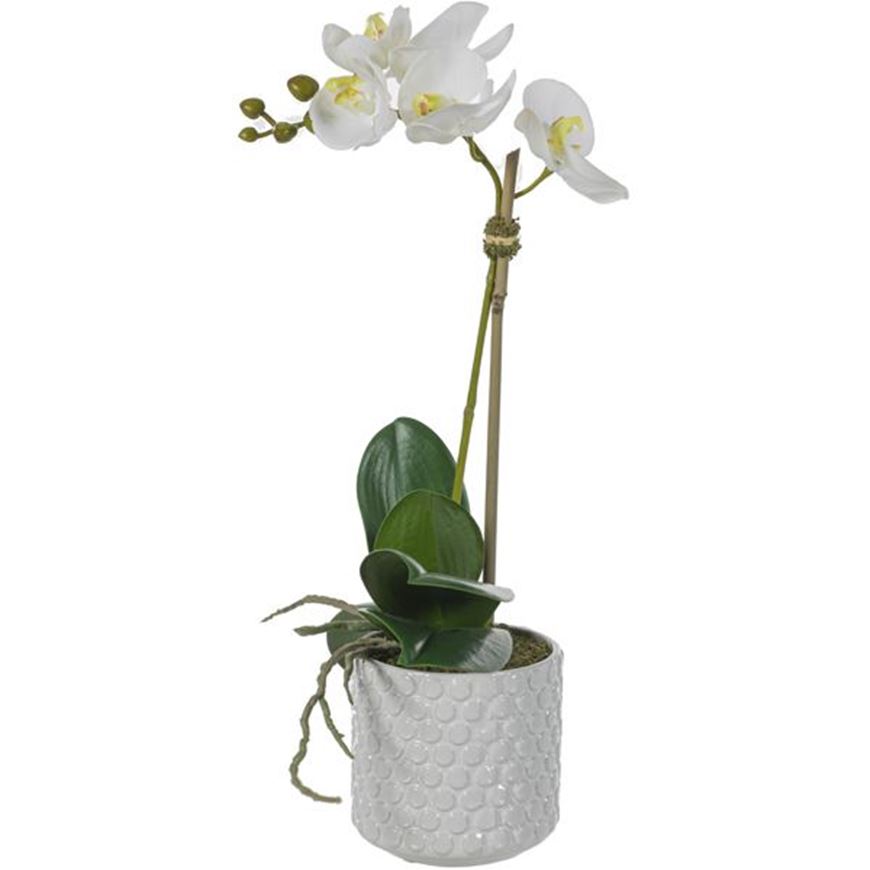 Picture of ORCHID pot h45cm white/cream