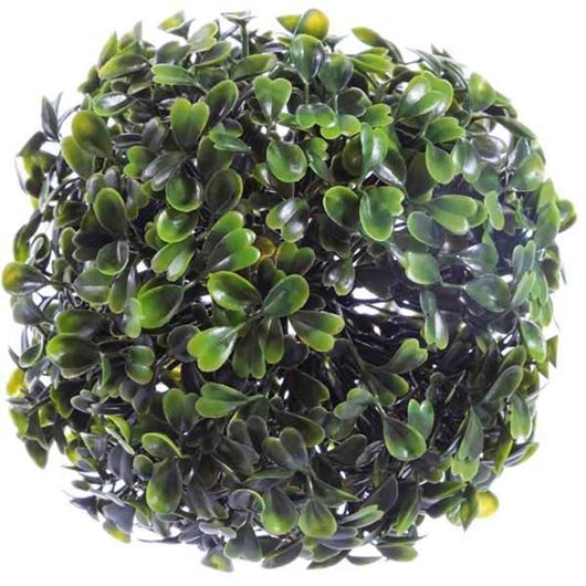 BUXBOM plant d12cm green