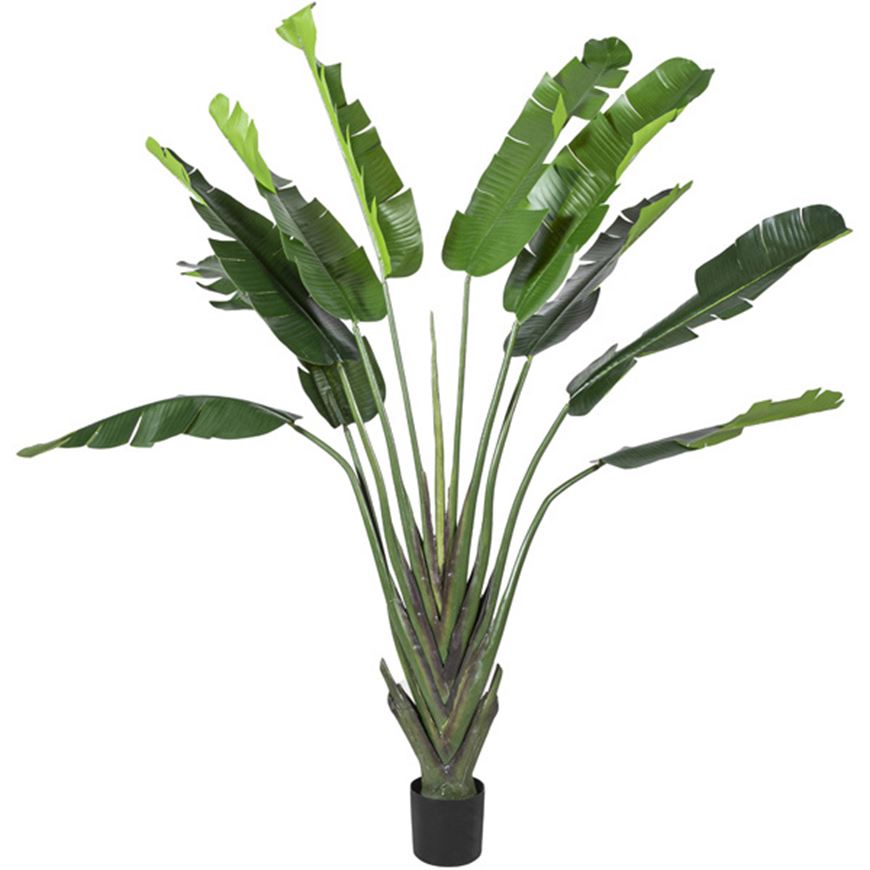 Picture of BANANA tree green - H210cm
