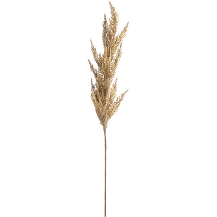 Picture of PAMPAS grass stem brown - H122cm